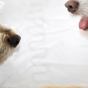 Animal section thumbnail