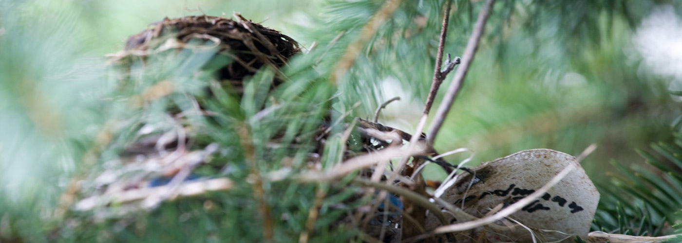 a bird nest with a note